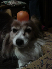 ☆今年の抱負☆ 画像1