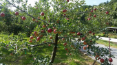 ☆朝のリンゴ園で 画像2