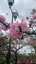 桜を満喫できました。