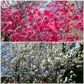 桜？ 画像2