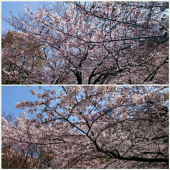 桜？ 画像3