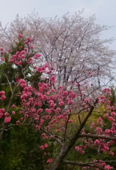 花びら と 桜 画像2