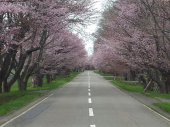 桜のトンネル☆ 画像1