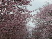 桜のトンネル☆ 画像2