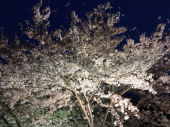 夜桜ラン♪ 画像2