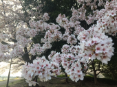 桜パトロールラン♪ 画像2