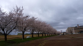 桜満開、しかし天気が悪い・・・・