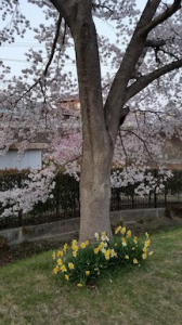 桜の季節❀人情感じ 画像2
