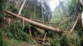 金剛山台風の傷跡 画像2