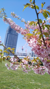 有明の桜♪ 画像1
