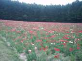 土曜／体組成測定／晴 画像1