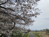 桜の森♪ 画像1