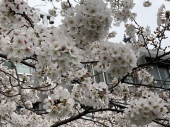 桜の実の熟する時♪ 画像1