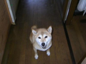 １２　３個 画像1