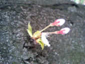 満開の桜が 画像1