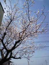 満開の桜が 画像2