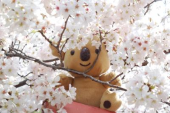 はぐれコアラさんの画像1