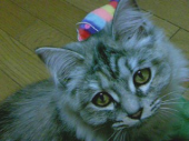 akubi2007さんの画像1