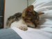 cat...***