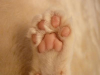 ココっと