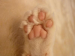 ココっと