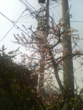 ヘイポーの1日 画像1