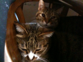 愛猫たち