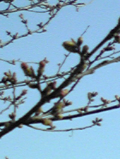 桜つぼみ膨らむ 画像1