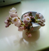 部屋の中の桜 画像2