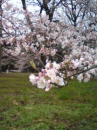 砧公園