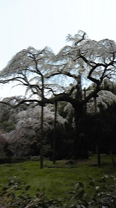 駿河☆ワンっ !! 画像3