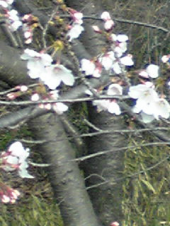 桜も満開☆☆ 画像1