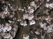 夜桜など。 画像2
