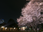 夜桜など。 画像3