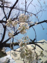 桜ぁ