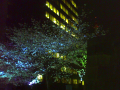 日本橋夜桜見物