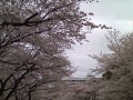 313日目（桜は満開。私は？）