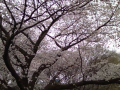 313日目（桜は満開。私は？）