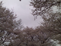 313日目（桜は満開。私は？）