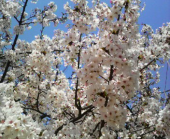 花見日和 画像2