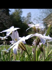 花見 画像1