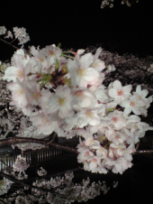 夜桜には負けるから 画像3