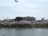桜祭り 画像2