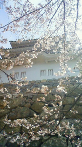 昨日は花見、明石にしてよかったね。 画像1