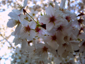 ニラレバ炒めと桜花。 画像3