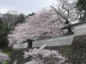 桜満開♪　金沢・兼六園へ 画像1