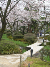 桜満開♪　金沢・兼六園へ 画像2