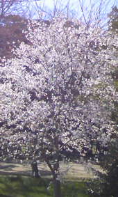 恥ずかしい(≧ε≦) 画像1