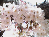 花筏 画像2