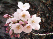 花筏 画像3